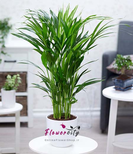 تصفیه هوا خانه با نخل اریکا